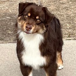 Twix - Miniature American Shepherd