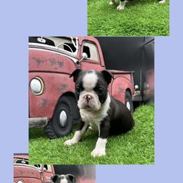 Homer - Seal and white male Boston Terrier puppy in Jacksonville, Florida from Trail’s End Boston Terriers
