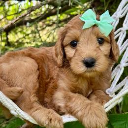 Mint - Red  female Goldendoodle puppy in Hesperia, Michigan from Red Acres Poodles & Doodles