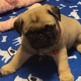 Pug Puppies from Prestige Southern Pugs