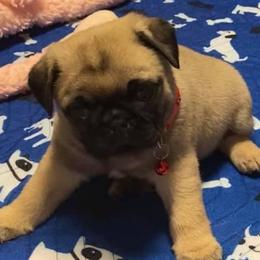 Pug Puppies from Prestige Southern Pugs