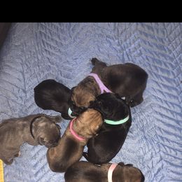 Cane Corso Puppies from Steel Cane Corso