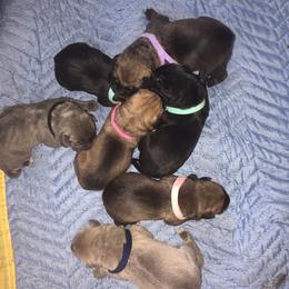 Cane Corso Puppies from Steel Cane Corso