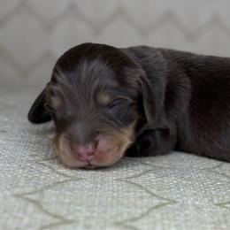 Mocha - Chocolate and cream male Dachshund puppy in Tulare, California from Dreamy Creamies
