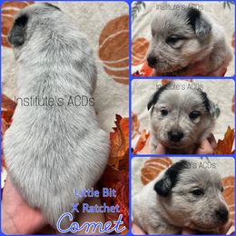 Comet - Blue male Australian Cattle Dog puppy in Hiddenite, North Carolina from Institute Australian Cattle Dogs