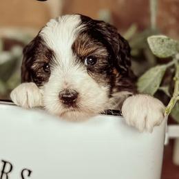 Pickles - Black and chalk male Australian Labradoodle puppy in Decatur, Alabama from Southern Meadows Doodles