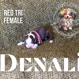 Denali - Red tri-color female Miniature American Shepherd puppy in Ferndale, California from Lost Coast Aussies