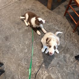 Border Collie Puppies from Three16 Ranch