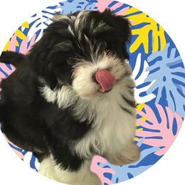 Roger - Black and tan male Havanese puppy in Lawrenceville, Georgia from Alchemy Havanese