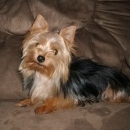 Izzy - Yorkshire Terrier