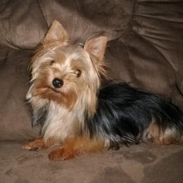 Izzy - Yorkshire Terrier