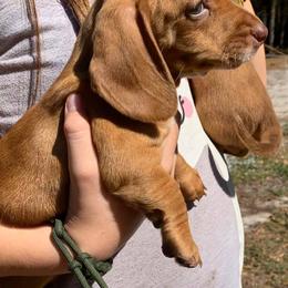 Dachshund Puppies from Shotzie Doxie Co.