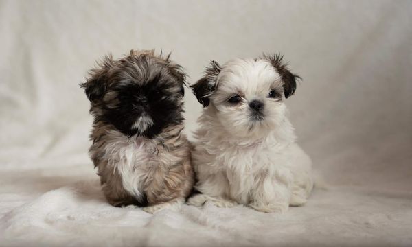 2 Shih Tzu puppies sitting for a photoshoot