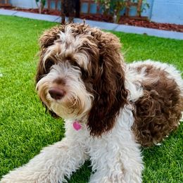 Molly - Cockapoo