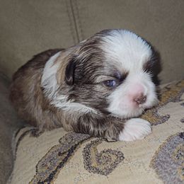 ROWENA - Brindle and white female Shih Tzu puppy in Los Banos And Bay Area, California from Shantii's Shih Tzu's