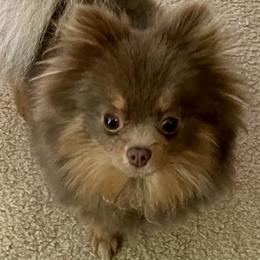 Pixie - Pomeranian