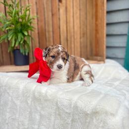 Skye - Chocolate merle male Bernedoodle puppy in Buda, Illinois from Hamilton Farm Doodles