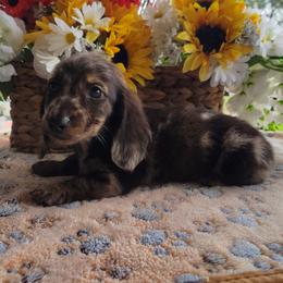 Hank - Dapple male Dachshund puppy in Hudson, Michigan from Mittentail Kennel Miniature Dachshunds & Australian Shepherds