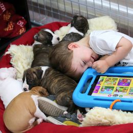 American Foxhound and American Staffordshire Terrier Puppies from Whitlow Kennel