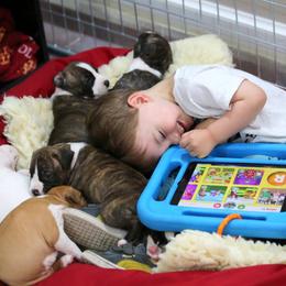 American Foxhound and American Staffordshire Terrier Puppies from Whitlow Kennel
