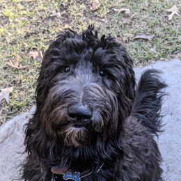 Poodles and Sheepadoodles from Pam’s Sheepadoodle’s