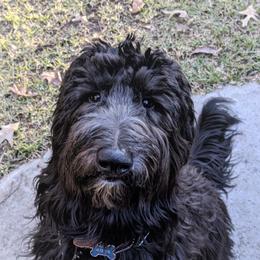 Poodles and Sheepadoodles from Pam’s Sheepadoodle’s
