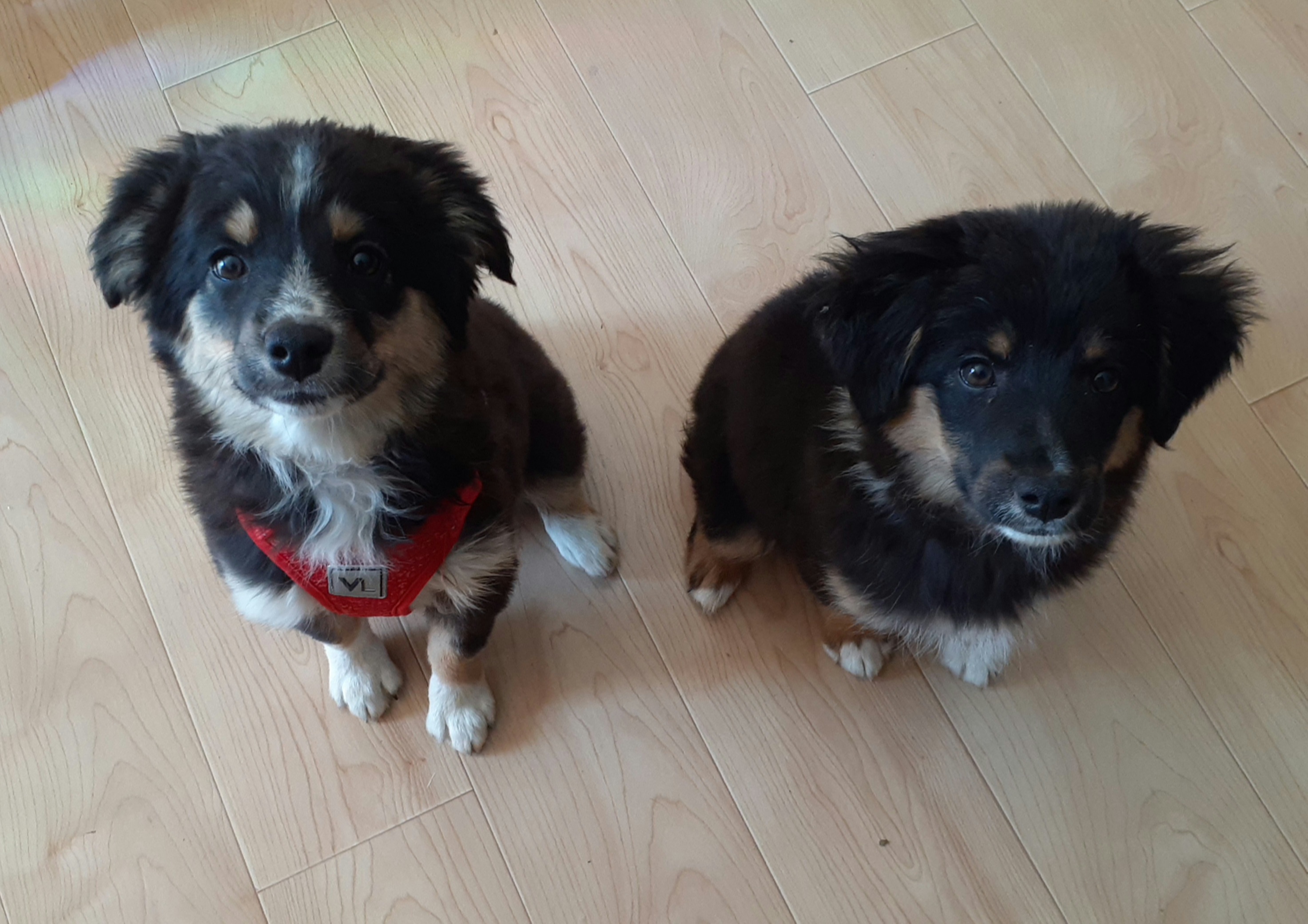 Australian Shepherd and Miniature Australian Shepherd Puppies from Renegade Point Stock Dogs