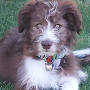 Bordoodle Puppies from Nolichuckey Bordoodles