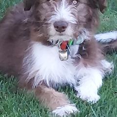 Bordoodle Puppies from Nolichuckey Bordoodles