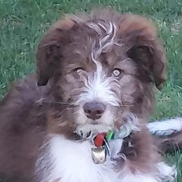 Bordoodle Puppies from Nolichuckey Bordoodles