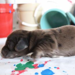Behr - Dapple male Dachshund puppy in Pace, Florida from Shoebox Doxie’s