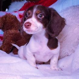 Dachshund and Great Dane Puppies from AZ's Prestigious Minature Dachshunds