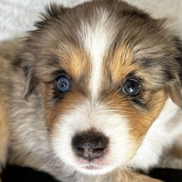 BMM - Blue merle Miniature American Shepherd puppy in Litchfield Park, Arizona from New Dawn Aussies