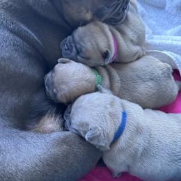 French Bulldog Puppies from Upcountry Frenchies
