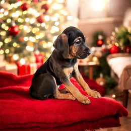Nola - Black female Catahoula Leopard Dog puppy in Cottonwood, California from Cottonwood Creek Catahoula’s