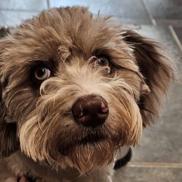 Aussiedoodle, Bordoodle, Goldendoodle, Irish Doodle, Labradoodle, and Poodle All Grown Up from Sugar Camp Canine - Maxwell