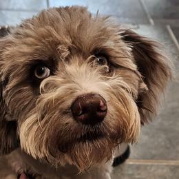 Aussiedoodle, Bordoodle, Goldendoodle, Irish Doodle, Labradoodle, and Poodle All Grown Up from Sugar Camp Canine - Maxwell