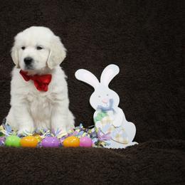 Golden Retriever Puppies from K & M Golden Retrievers