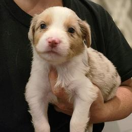 Australian Shepherds from Heartfelt Hollow Farm