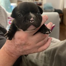 French Bulldog Puppies from JoJo French Bulldogs