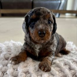 Purple - Merle female Goldendoodle puppy in Indiahoma, Oklahoma from Farm Fresh Doodles