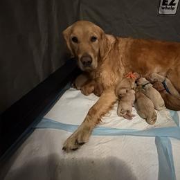Grey, Red, Blue, Green, Teal - Golden male Golden Retriever puppy in Yuba City, California from Family Loved Golden Retrievers