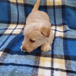 No name yet... - Wheaten male Scottish Terrier puppy in Park City, Utah from Hyland Lake Scotties