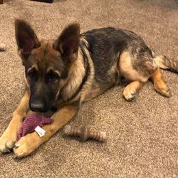 German Shepherd Puppies from TJ’s South Bench German Shepherds