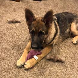 German Shepherd Puppies from TJ’s South Bench German Shepherds