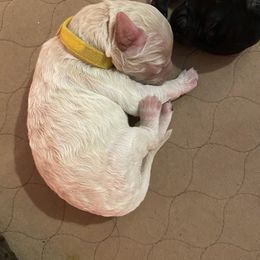 Goldendoodle Puppies from Cottage Companion Doodles