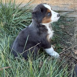 Opal - Blue merle female Miniature Australian Shepherd puppy in Marion, Michigan from Highland Hills Mini Aussies