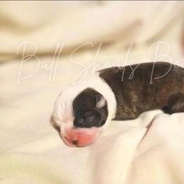 Una - Seal brindle and white female Boston Terrier puppy in Lead Hill, Arkansas from Bull Shoals Bostons