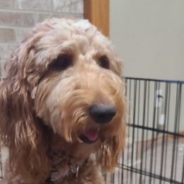 Goldendoodles from Doodle Den