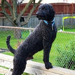 Bode - Poodle